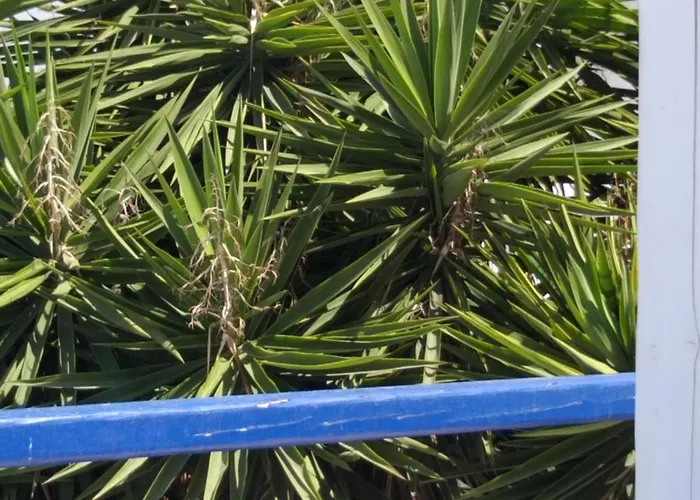 Alex Oldtown Sea View And Appartments Guest house 3*